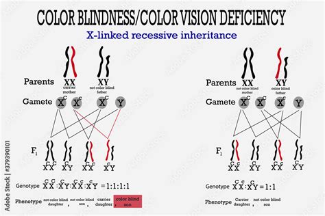 Redgreen color blindness is a sexlinked recessive trait in humans。